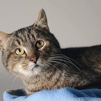 PASTA CHA, chat à adopter