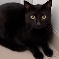 split CAB5342, chat à adopter