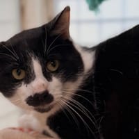 cookie CAB5321, chat à adopter