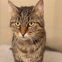 Kiara CAB5327, chatte à adopter