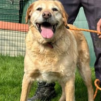 BARNEY, chien à adopter