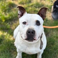 RUBEN, chien à adopter