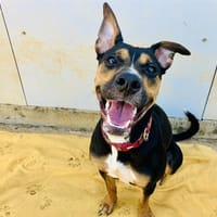 MAYA, chienne à adopter