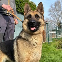 BLUE, chienne à adopter