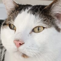 MILO, chat à adopter