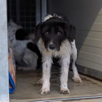 CRAQUOTTE, chienne à adopter