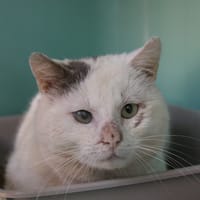 Gribouille, chat à adopter