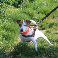 NIBBLER HAA24729, chien à adopter