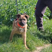 BENDER HAA24732, chien à adopter