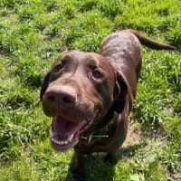 PETIT BLUE, chien à adopter