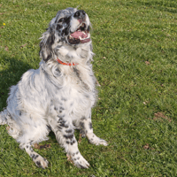 CABECOU PAA24159, chien à adopter