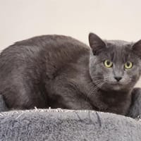 TOFU HAB17533, chat à adopter