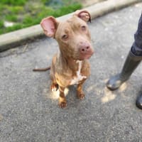CHIKITA VAA, chienne à adopter