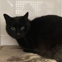 Barbe, chatte à adopter