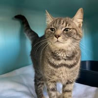 LILI, chatte à adopter