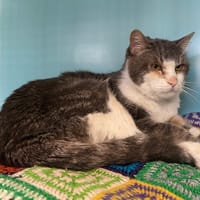 CORTEX, chat à adopter