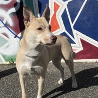 LADY VAA, chienne à adopter