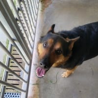 Tessy, chienne à adopter