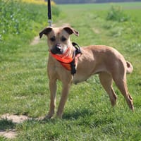 LEELA HAA24731, chienne à adopter