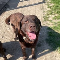 OLIVER, chien à adopter