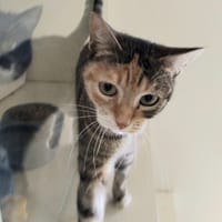 CHANEL PAB28624, chatte à adopter