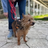 HUGUETTE OAA19961, chienne à adopter
