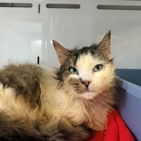 SUSHI, chat à adopter