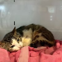 BUBBLE, chatte à adopter