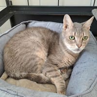 FLUO HAB17532, chat à adopter