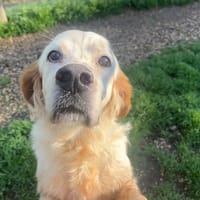 LEMON, chien à adopter