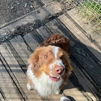 VASCO, chien à adopter