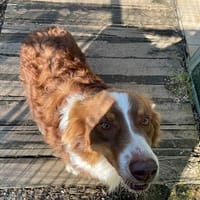 VASCO, chien à adopter