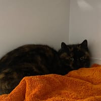 Clarisse, chatte à adopter