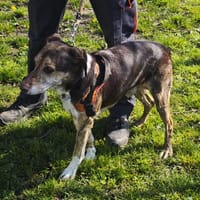 POUM, chien à adopter