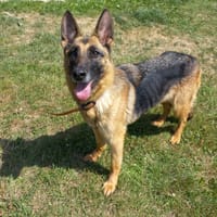 Kira, chienne à adopter