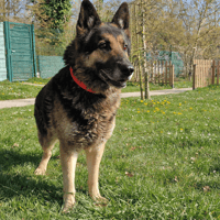 RAPHAEL PAA24160, chien à adopter