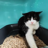 EMILE, chat à adopter