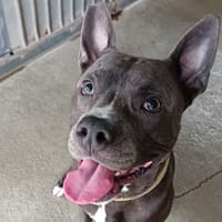 THOR, chien à adopter