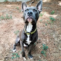 THOR, chien à adopter