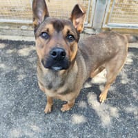 LINO VAA, chien à adopter