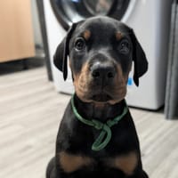 OLIVE, chien à adopter