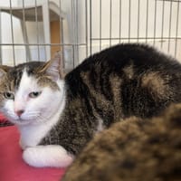 Fifille, chatte à adopter