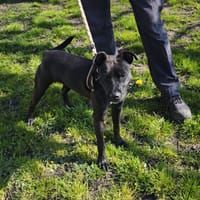 PAM, chienne à adopter