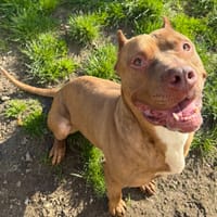 KRATOS, chien à adopter