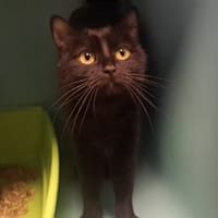 DANA, chatte à adopter