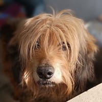 Ruda, chienne à adopter