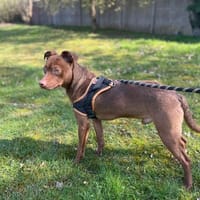 TIMON OAA19959, chien à adopter