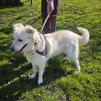 FLOCKY, chien à adopter