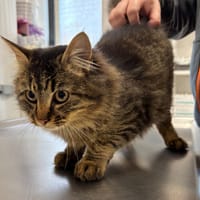 Epervier, chat à adopter