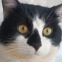 Loka, chat à adopter